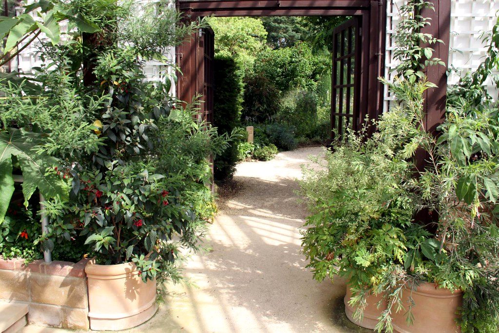 Leafy, sun-dappled path through a green glade